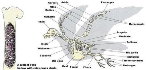 This is because many of their bones have fused together (like the middle to pork and beef bones in comparison are dense and solid. Bird Skeleton