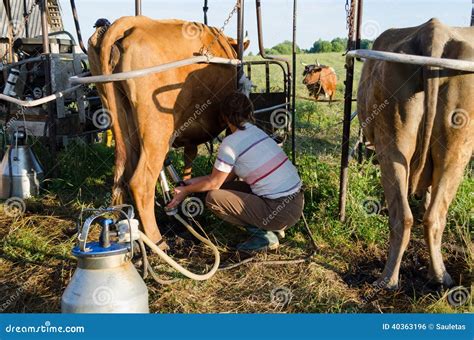 Fazendeiro Que Usa Novas Tecnologias Em Vacas De Ordenha Foto Editorial Imagem De Ordenhadora
