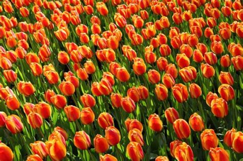 Hinh Anh Canh Dong Hoa Tulip Dep 10 Kỷ Nguyên Làm Đẹp