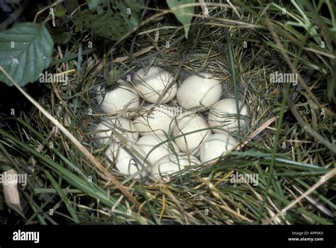 Containing Eggs Wildlife Hi Res Stock Photography And Images Alamy