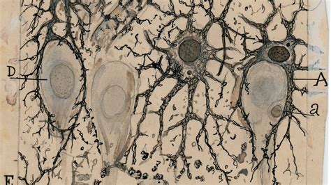 A New Book And Exhibit On Santiago Ramon Y Cajal Highlight Drawings In