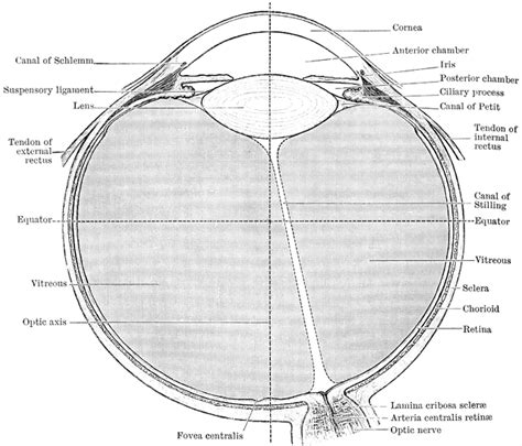 Eyeball And Optic Nerve Clipart Etc