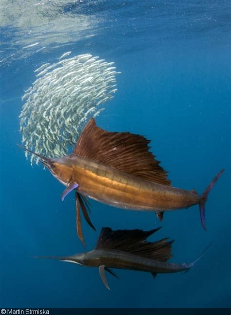 Underwater Competition Behind The Shot Stunning Sailfish