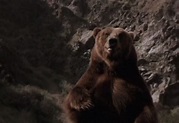 Todo El Terror Del Mundo: Amenaza en el Bosque (Wild Grizzly) (Дикий ...