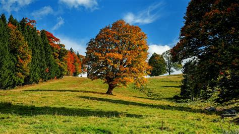 Download Wallpaper 3840x2160 Tree Autumn Forest Idyll