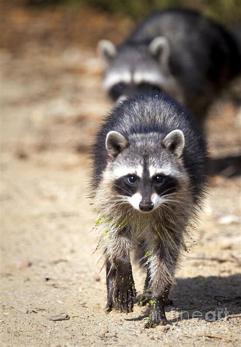 Raccoons Photograph By David Millenheft Fine Art America