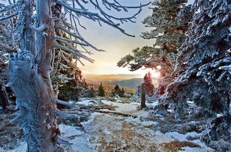 Winter Forest Snow Sunset Trees Frost Cold Czech Republic Mountain White Nature