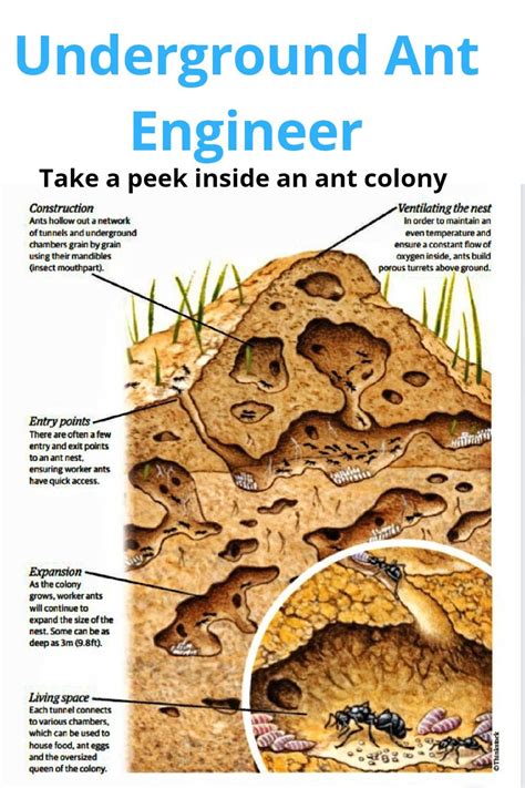 Underground Ant Engineer Underground Ant Structureant Colony Ant