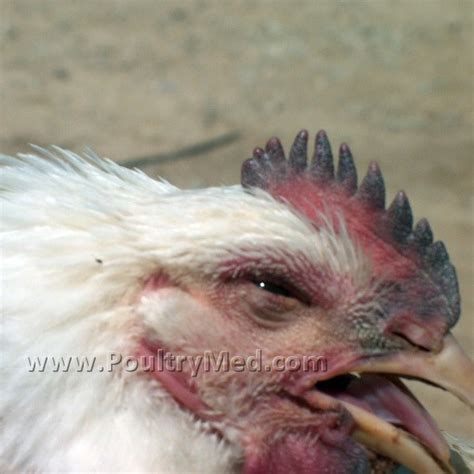Avian Influenza Viral Diseases Pathology Atlases Poultrymed