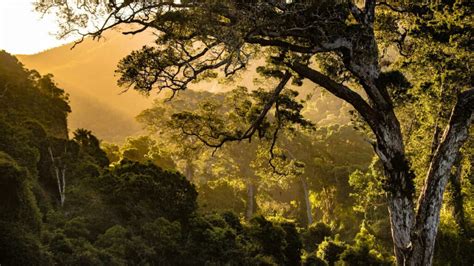 Brasil Est Entre Os Pa Ses Do Mundo Com Natureza Intocada Cultura