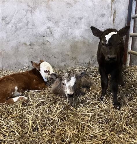 Triplet Heifer Calves Born On Co Monaghan Farm Agrilandie