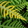 Polypodium interjectum, with striking yellow sori. The sori are the ...