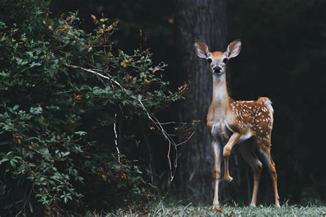 100 Deer Pictures Download Free Images And Stock Photos