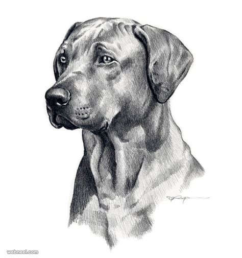 Dog Pencil Drawing By David Rogers 12
