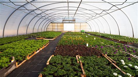 Greenhouse Farming A Viable Future Or A Financial Burden