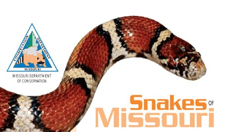 Learn About Missouris Venomous Snakes At Mdc Virtual Program Eagle102