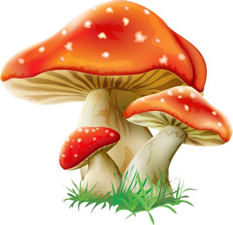 Mushroom Png Clipart Free Logo Image