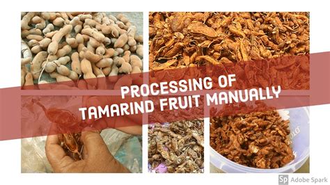 Processing Of Tamarind Fruit Manuallysubtitled Youtube