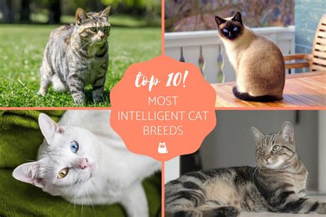 Top 10 Most Popular Cat Breeds In The World Vlrengbr