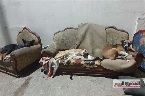 كلاب ضالة تنام على أنتريه في الغردقة صور المصري اليوم