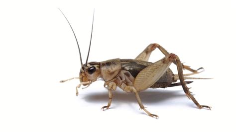 Live cricket coverage, live streaming, cricket highlights, live scores, breaking news, video, analysis and expert opinion. In China children actually keep crickets as pets! - MadGhosts
