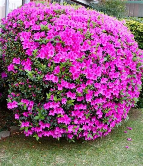 Azaleas A Pleno Cuidados Y Reproducción La Jardinoteca