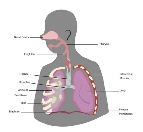 Filerespiratory Systempng Wikimedia Commons