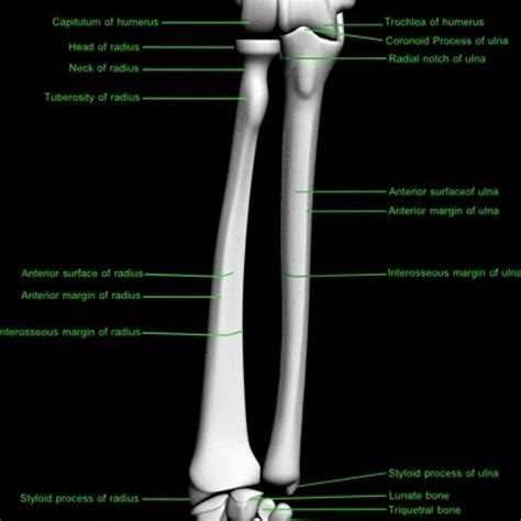 Bone Model Labeled Bing Images Human Arm Anatomy Human Bones Arm