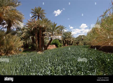 Barley Crop Growing In An Oasis Southern Draa Valley Morocco Stock