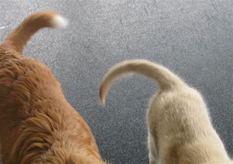 11 Dog Tail Shapes And 10 Impressive Facts About Dog Tail √ The Secrets