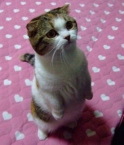 21 Munchkin Kittens That Prove Size Doesnt Matter Cat Scottish Fold