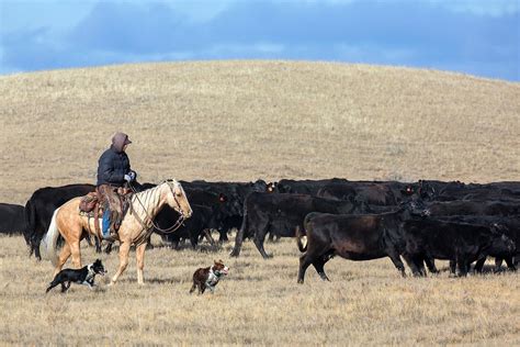 Agriculture Photography By Todd Klassy Photography Montana Blog 20