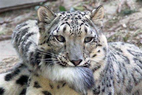 10 Wholesome Pics Of Snow Leopards Who Love Biting Their Fluffy Tails