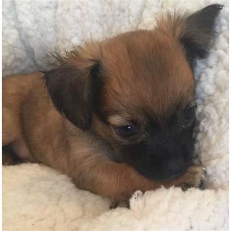2 adorable little Long Coat Chihuahua Puppies for Sale in Oahu, Hawaii - Puppies for Sale Near Me