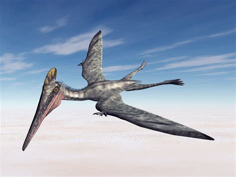 Pterosaurs Winged Reptiles Gradually Improved Flying Ability Over