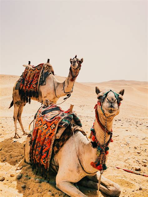 Fotos Gratis Paisaje Arena Desierto Seco Camello Caliente