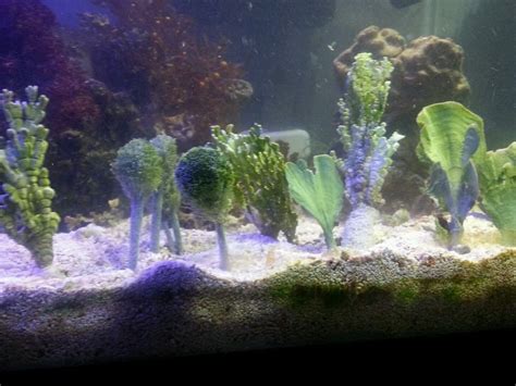 Ultimate Macro Algae Set Live Rock Coral Refugium Seahorse Sand Bed