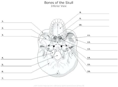 Skull Anatomy Worksheets Free Printable Worksheet