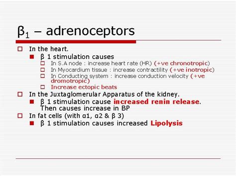Adrenergic Antiadrenergic Drugs By Prof Alhaider Anatomy Of