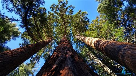 Top 5 Tallest Trees In The World Interesting Tallest Tree Facts