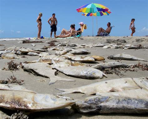 Red Tide Being Blamed For Fish Kill At Galveston Beaches