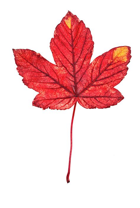 Close Up Of Maple Leaf By Atli Mar Hafsteinsson