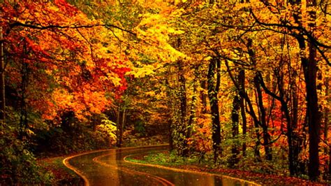 Road Between Colorful Autumn Trees During Rain Nature Hd Wallpaper