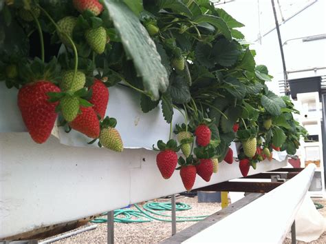 Growing Hydroponic Strawberries In The Desert