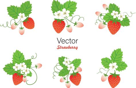 Set Of Stawberry Summer Fruit 16091085 Vector Art At Vecteezy