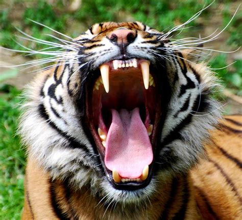 Tiger Tigers Photo Fanpop