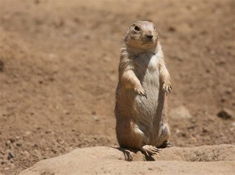 Researcher Decodes Prairie Dog Language Discovers Theyve