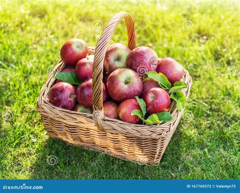 Apple Harvest Ripe Red Apples In The Basket On The Green Grass Stock