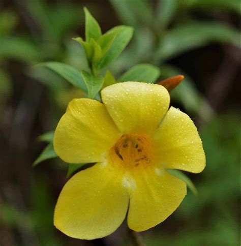 Allamanda Yellow Flowering Plant