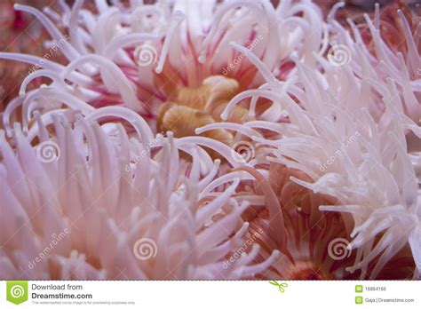 Sea Anemones Stock Photo Image Of Delicate Tentacles